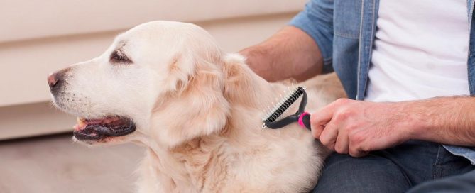 Animais de estimação