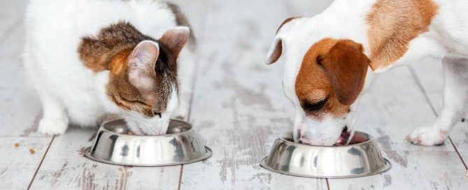 Animais de estimação