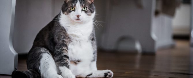Animais de estimação