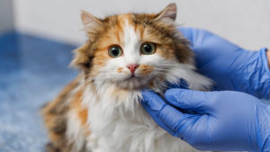 Esterilização cão esterilização gato