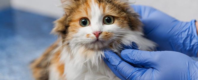 Esterilização cão esterilização gato