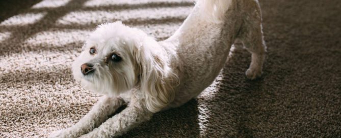 Dermatite atópica canina