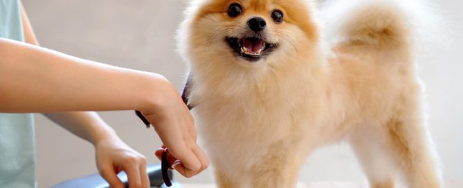 Tosquiar cães