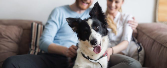 Desparasitante externo cães