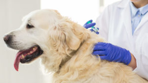 Vacinas cães