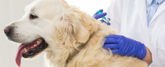 Vacinas cães