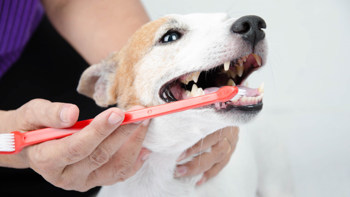 Lavar dentes cão