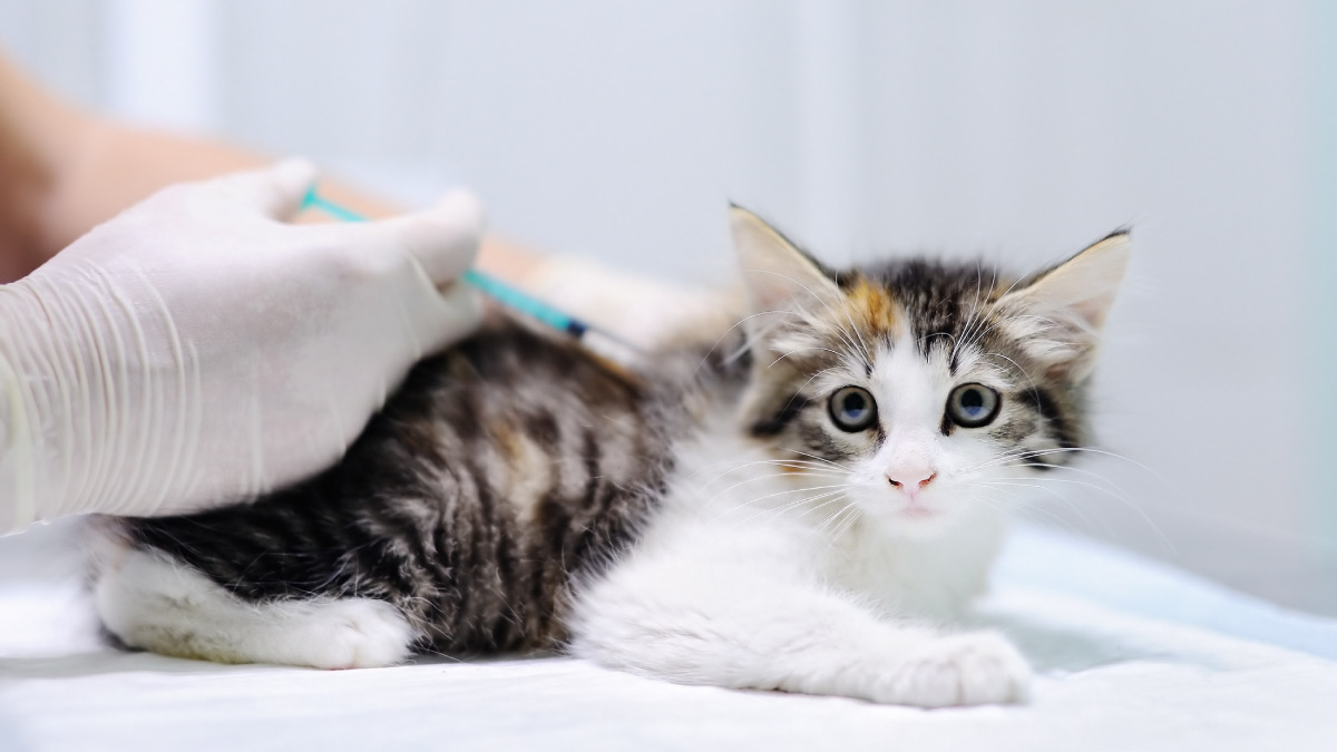 Vacinas dos gatos: Cuide da saúde dos seus felinos