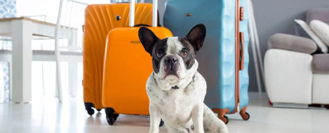 viajar com animais