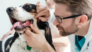 doença periodontal cães