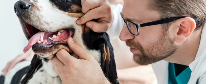 doença periodontal cães