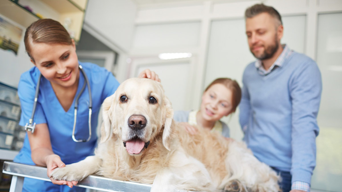 6 Sinais de alerta para recorrer às urgências veterinárias
