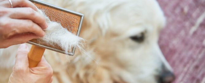 perda de pelo cão + perda de pelo gato