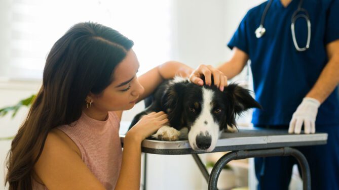 eutanásia cães