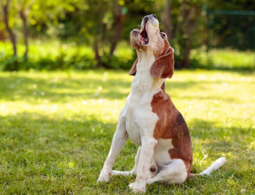 Ansiedade nos cães: Como ajudar o seu patudo a relaxar