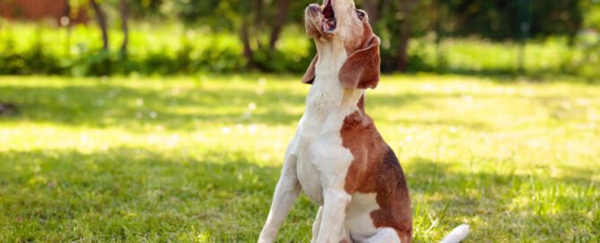 ansiedade nos cães