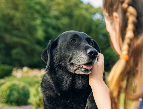 Cuidados com cães idosos: Conforto e qualidade de vida