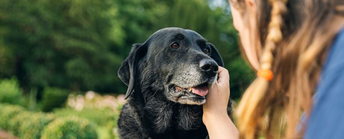 cuidados cães idosos