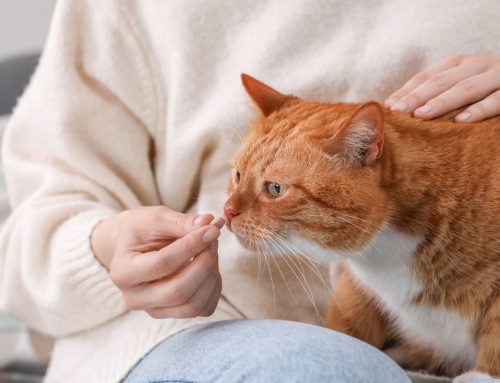 Quando usar desparasitante interno e externo para cães e gatos?