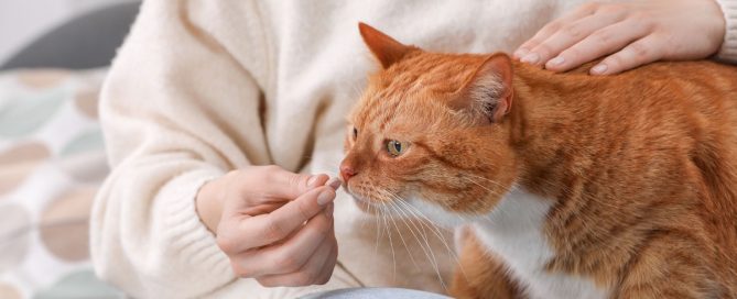 desparasitante interno e externo para cães e gatos